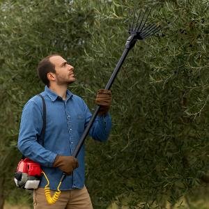 Ελαιοραβδιστικά σε χρήση για συγκομιδή ελιάς με ηλεκτρικό εργαλείο.